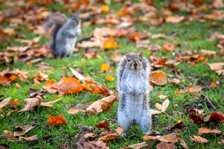 Squirrels in a park in autumn