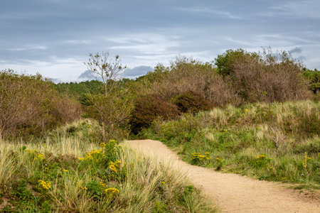A pathway near woodland, at Formby in Merseyside