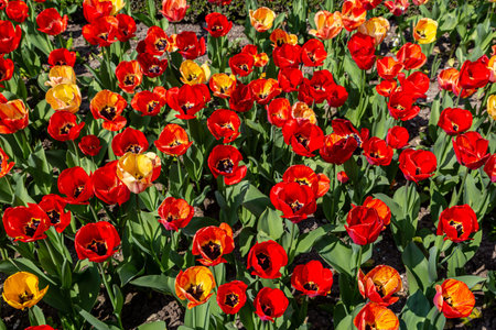 Looking down on a flower bed of vibrant tulips in the spring sunshine