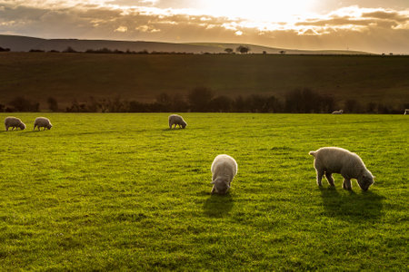 Winter evening light on sheep grazing in a field in the South Downsの写真素材