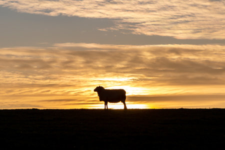 A silhouetted sheep at sunset, on a South Downs hillside near Lewesの写真素材