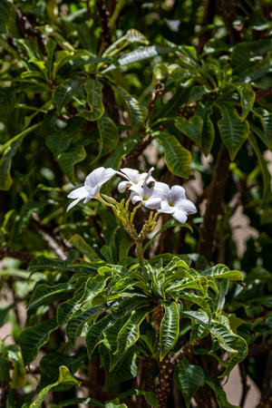 Plumeria Pudica flowers in the Caribbean sunshineの写真素材