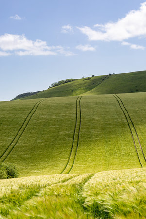 Cereal crops growing in the South Downs, on a sunny spring day