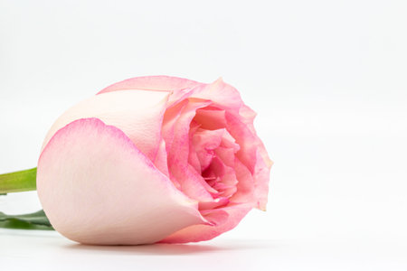 A close up of a delicate pink rose isolated against a white backgroundの写真素材