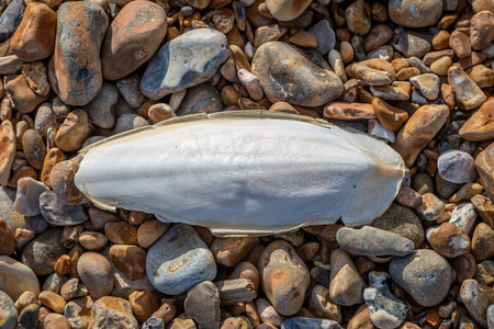 A Cuttlebone on a Pebble Beach