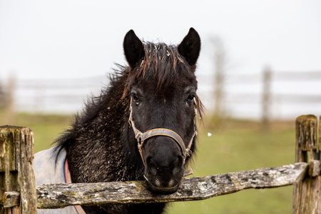 A horse looking over a wooden fence during a snow flurryの写真素材
