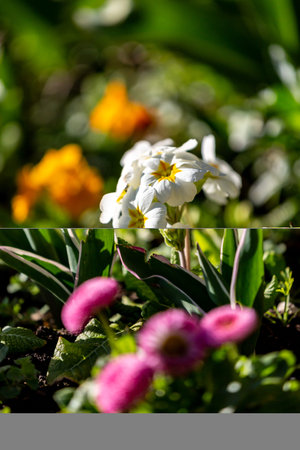 A Primula Plant with a Shallow Depth of Field