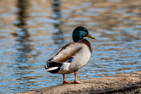 A male mallard duck standing at the waters edge in the spring sunshineの写真素材