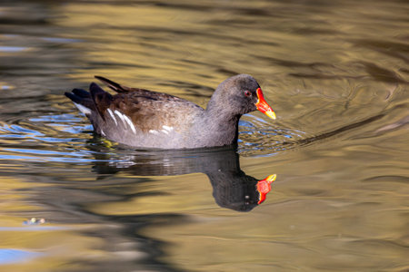 A moorhen and its reflection in water, in the spring sunshineの写真素材