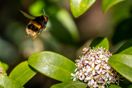 A bee in flight above the flowers of a skimmia japonica shrub