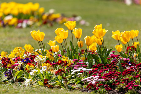 Vibrant spring flowers in the sunshine, with a shallow depth of field