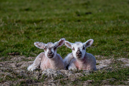 Two Lambs Sitting in the Sussex Countrysideの写真素材