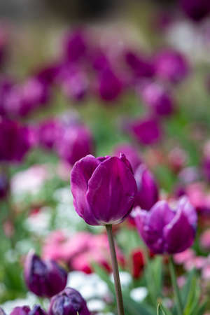 A Purple Tulip in Springtimeの写真素材