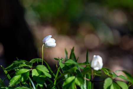 Wood Anemone Flowers Opening Up in the Early Morningの写真素材