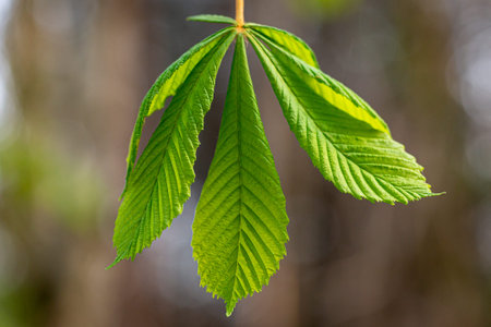A Horse Chestnut Tree Leaf in the Spring Sunshine