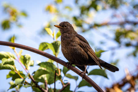 A juveline blackbird perched on a fence with foliage behindの写真素材