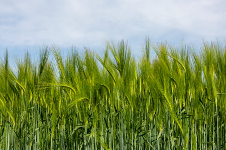 Green cereal crops in early summerの写真素材