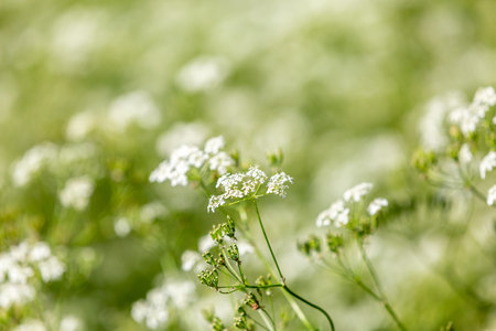 Cow parsley growing in early summer, with a shallow depth of field