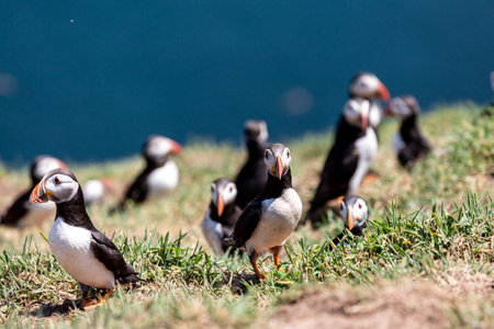 A colony of puffins on Skomer Island off the Pembrokeshire Coastの写真素材