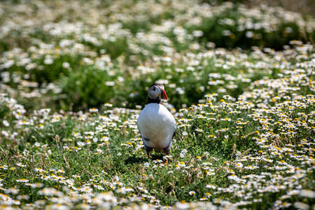 A Puffin Standing in a Field of Daisies, with a Shallow Depth of Fieldの写真素材
