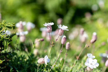 Silene Vulgaris, also known as bladder campion, on a sunny summers day on Skomer island in Walesの写真素材