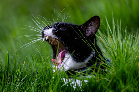 A cat with his mouth open yawning