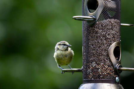 A Juvenile Blue Tit Perched on a Bird Feederの写真素材