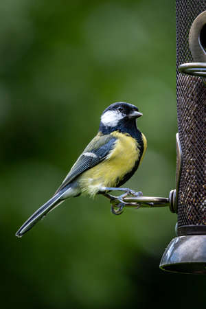 A Great Tit Perched on a Bird Feeder in a Sussex Gardenの写真素材