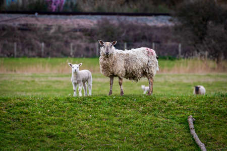 A ewe and her lamb in the Sussex countryside on a spring dayの写真素材