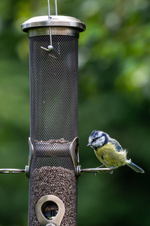 A close up of a blue tit perched on a bird feeder filled with sunflower seeds, in a garden in Sussex