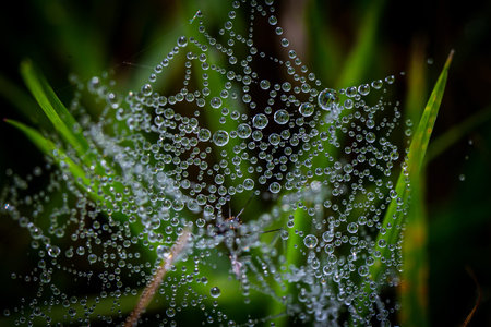 Droplets of dew on a fine spiders web, with a shallow depth of field