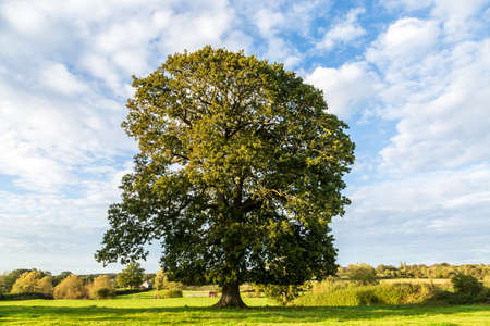 A Mature English Oak Tree in the Sussex Countrysideの写真素材