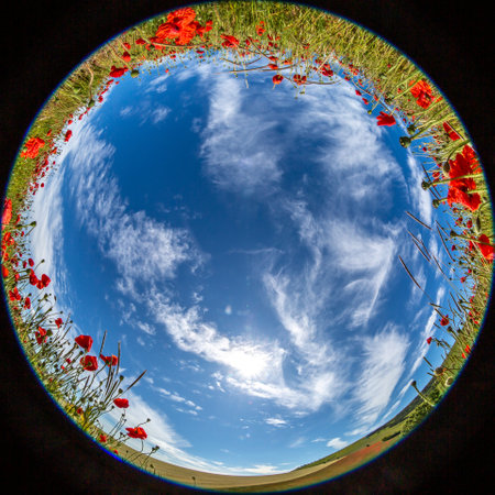 A poppy field and blue sky, taken with a fisheye lensの素材 [FY310177025321]