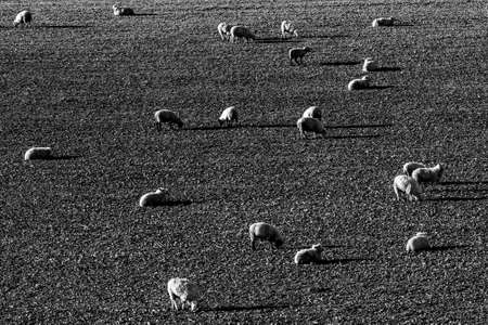 Sheep grazing in a field in the South Downs on a sunny winters dayの写真素材