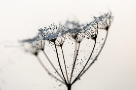 A close up of a wild carrot plant with early morning dew, with selective focus