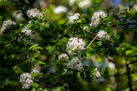 A Common Hawthorn  Bush in Bloomの写真素材