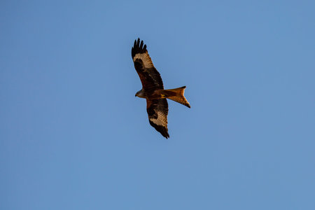 A Red Kite Bird in Sussex