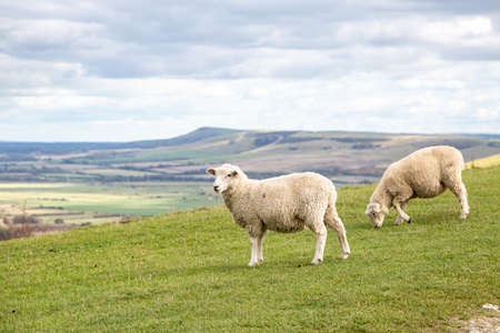 Sheep on Kingston Ridge along the South Downs Wayの写真素材
