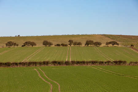 Neat rows of crops in the South Downs, on a sunny winters dayの写真素材