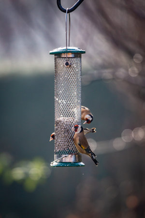 Goldfinches eating sunflower seeds from a garden bird feeder, on a sunny January dayの写真素材