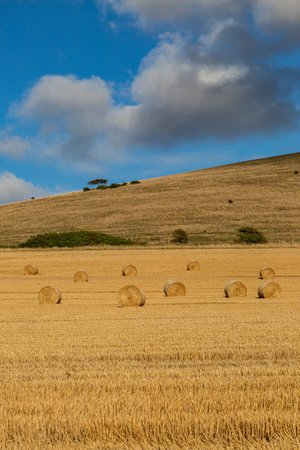 Hay bales in the South Downs in Sussex, on a sunny summers evening