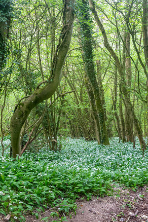 An abundance of wild garlic flowers in Sussex woodland