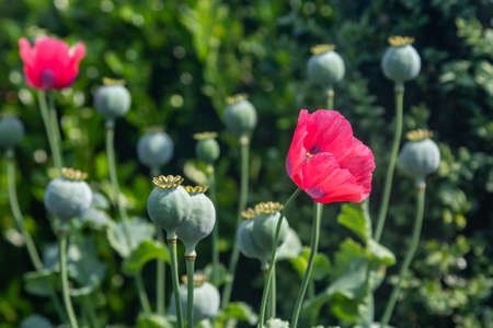 Giant Poppies Growing in the Summer Sunshineの写真素材