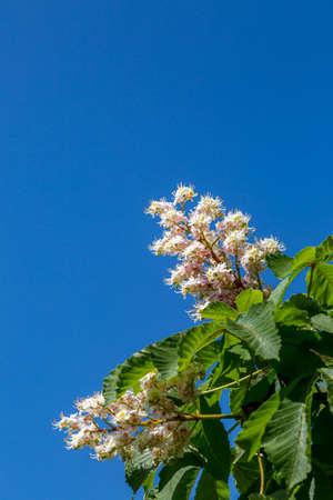 A Horse Chestnut Tree in Bloom, on a Sunny Spring Dayの写真素材