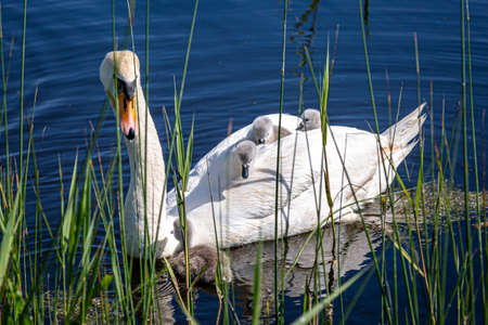 A mute swan swimming with her cygnets on her backの写真素材