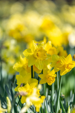 Daffodils in bloom in springtimeの写真素材