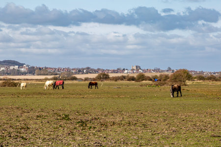 A field with horses grazing, with a view of Lewes behind