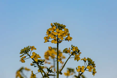 A canola/rapeseed flower against a blue skyの写真素材