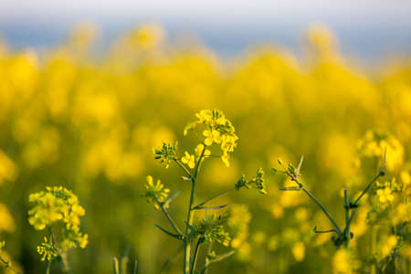 Vibrant yellow canola crops in the spring sunshineの写真素材