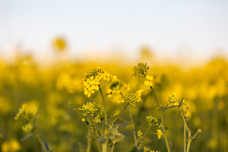 Vibrant rapeseed flowers, with a shallow depth of field